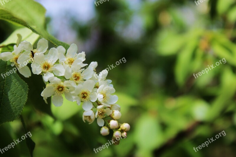 Flowering Blooms Apple Flower Apple White Flowers