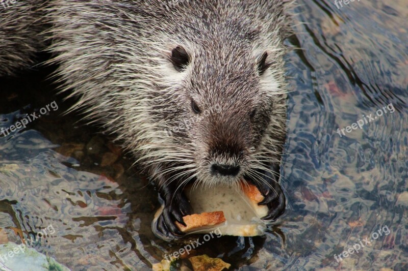 Nutria Rodent Large Rodent Pet Wild Animal