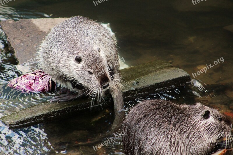 Nutria Nutrie Rodent Animal Pet