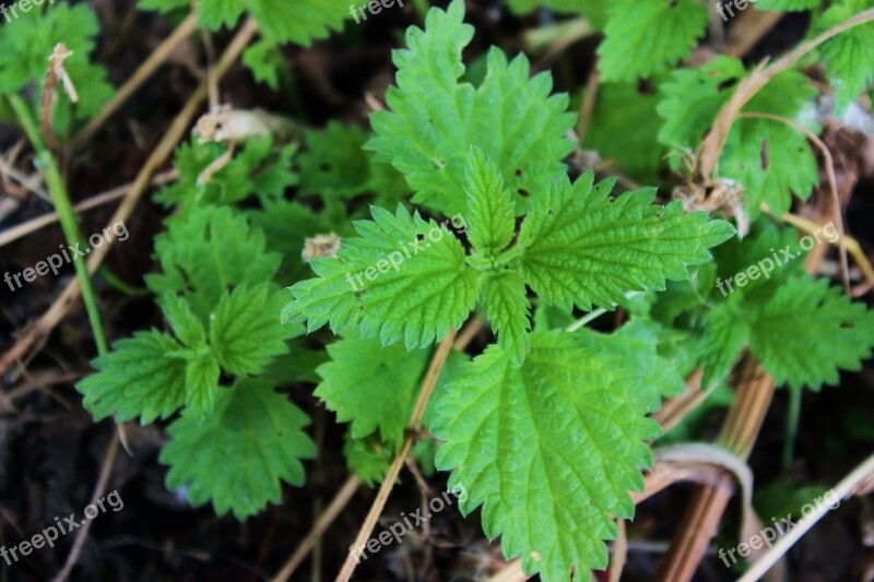 Stinging Nettle Herbs Burns Plant Herbal Medicine