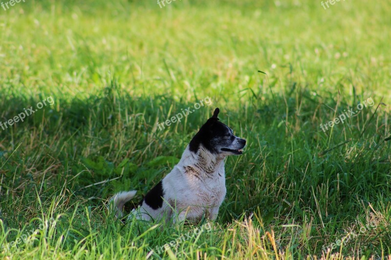 Dog Small Dog And The Tramp A Yorkshire Spotted Dog