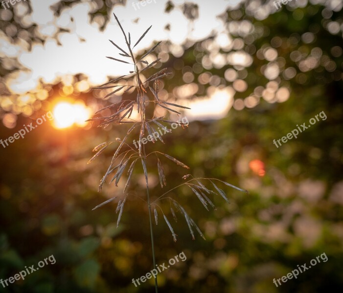 Grass Blade Of Grass Leaves Sunset Macro