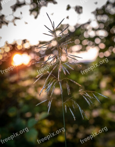 Grass Blade Of Grass Leaves Sunset Macro