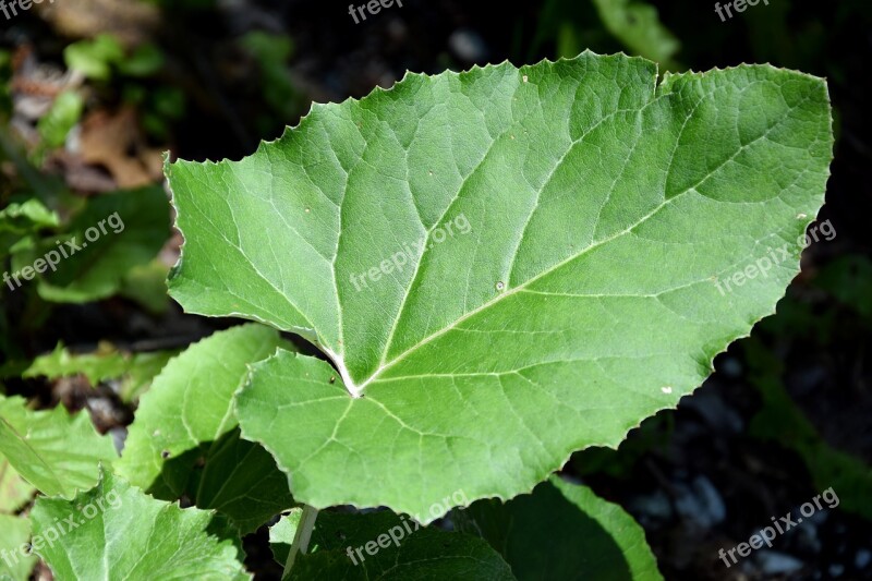 Big Leaf Leaf Forest Plant Nature