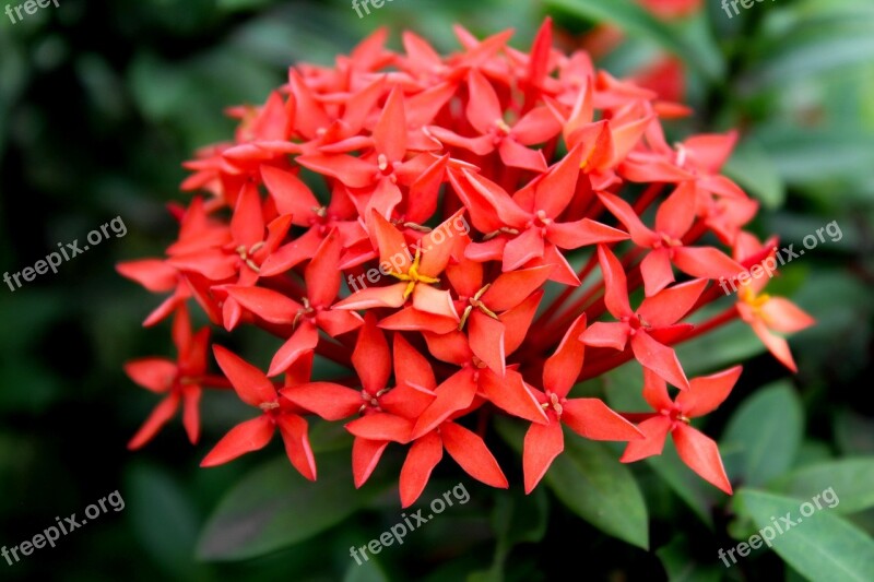 Flower Red Nature Bloom Botany