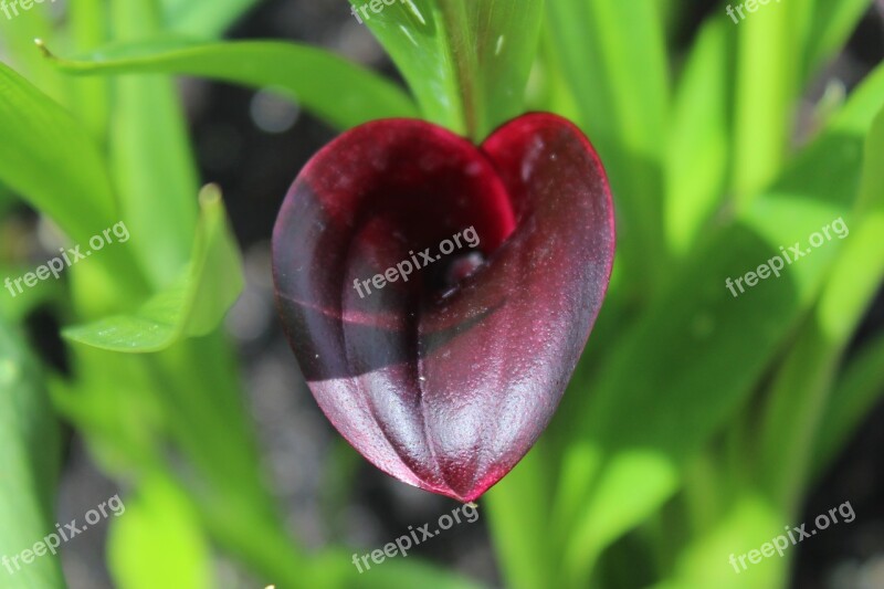 Flower Plant Lily Bloom Nature