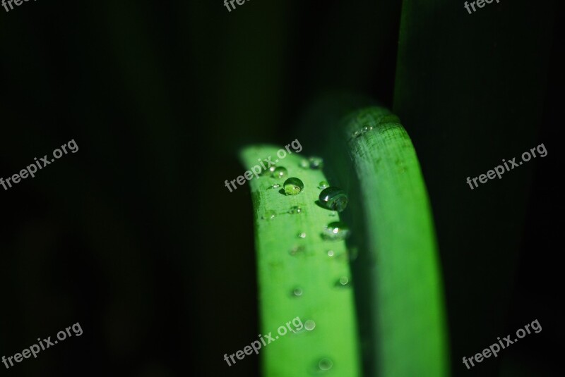 Trickle Pool Green Dew Herb