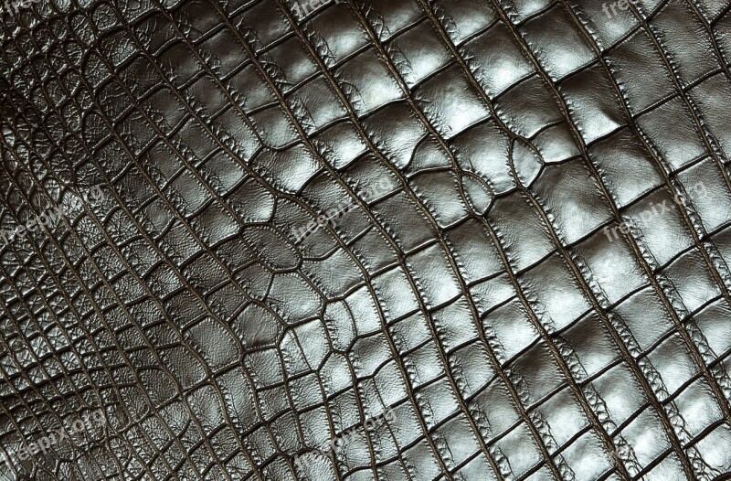 Texture Carapace Reptile Tortie Free Photos