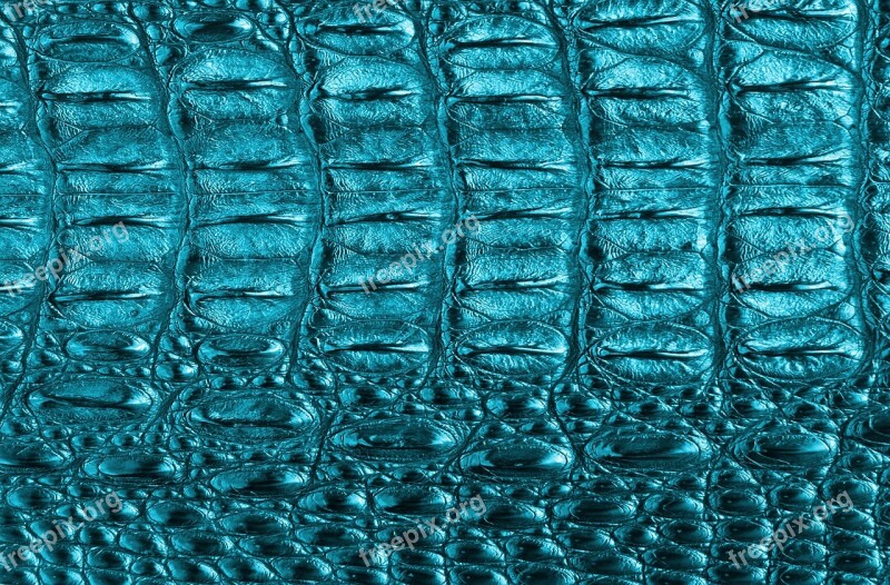 Texture Tortie Color Blue Free Photos