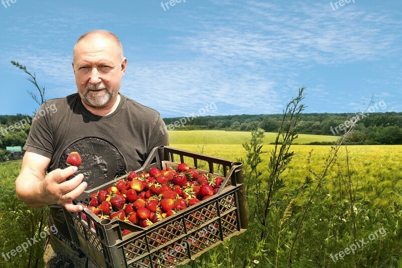 Strawberry Field Sky Fruit Juicy Berry