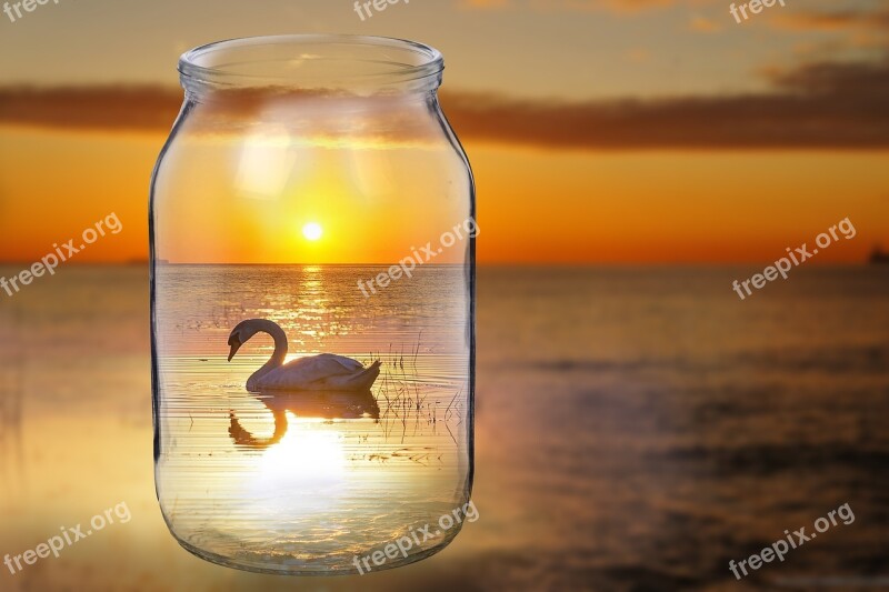 Swan Bird Sunset Bank Sea Lake