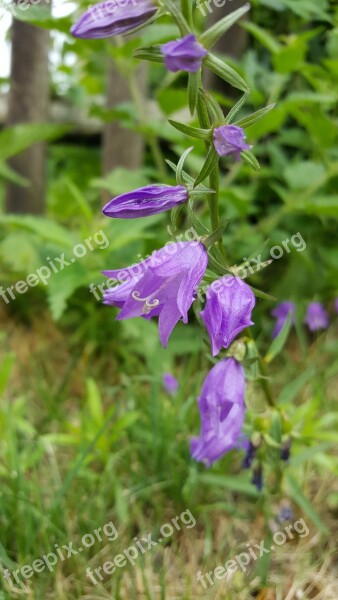 Bellflower Plant Garden Purple Green