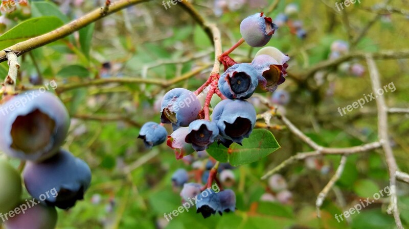 Blueberry Fruit Grow Mature Healthy