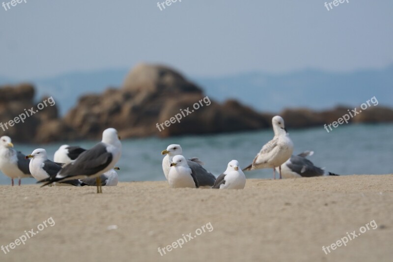 Seagull Break Hajodae Beach Beach Sand To The Beach