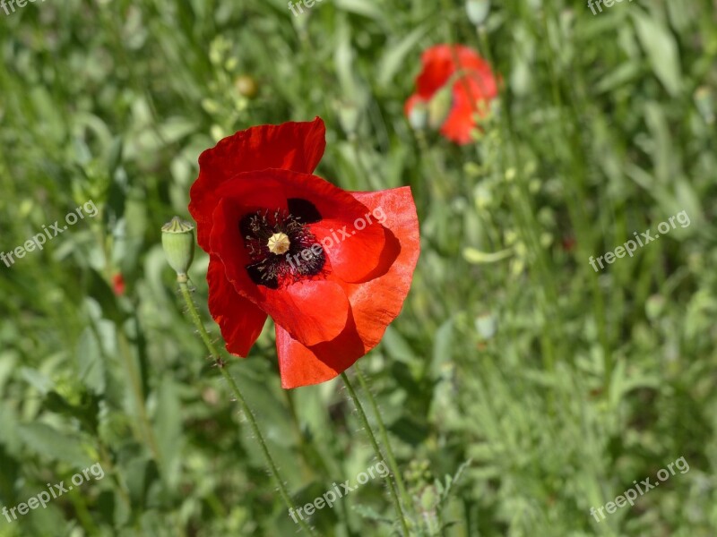 Mack Flower Red Poppy Summer Plant