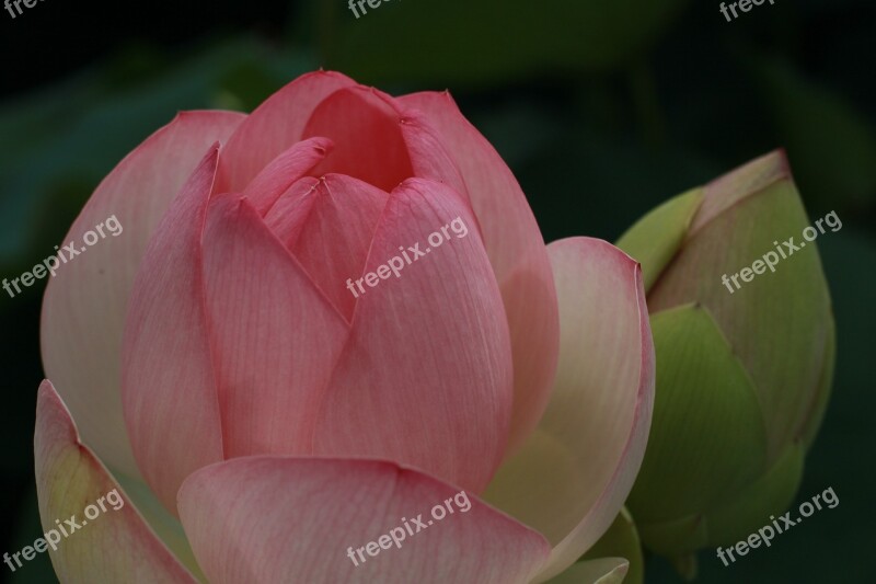 Kite Lotus Water Lilies Nature Flowers