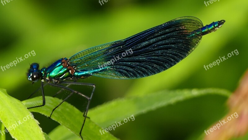 Nature Insect Demoiselle Close Up Leaf