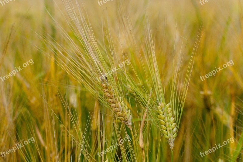 Wheat Epi Cereals Cultures Fields