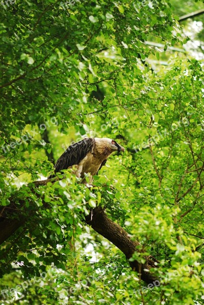 Bird Of Prey Bird Tree Foliage Green