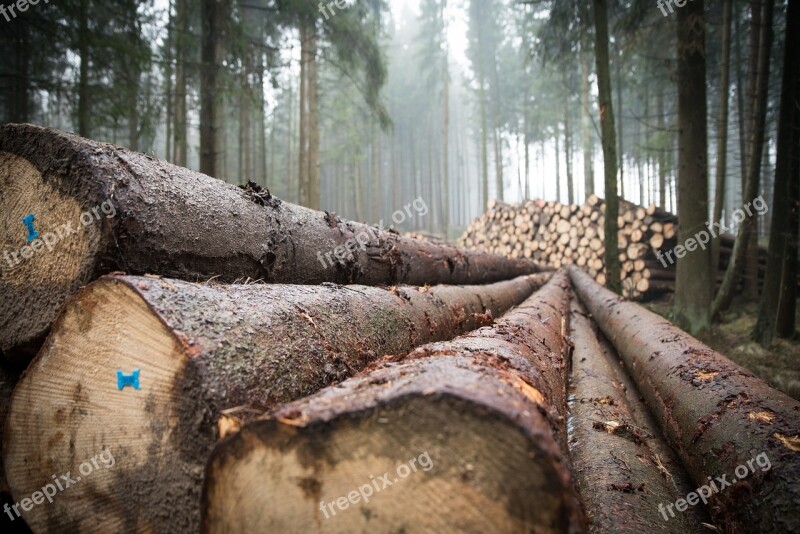 Wood Forest Log Tree Trunks Tree