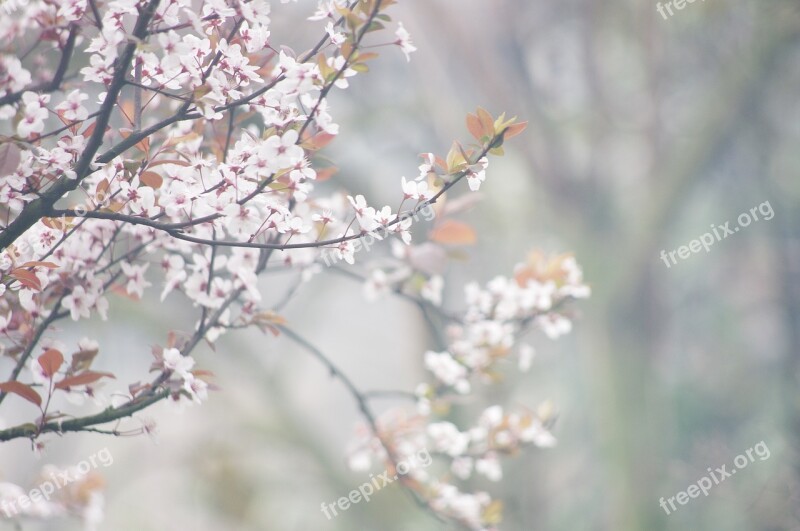 Plum Flower Flower Lee Flowers Nature China Wind