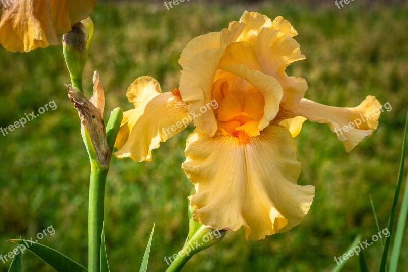 Iris Honey Color Flower Spring Presby Iris Gardens