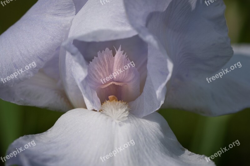 Iris White Closeup Flower Spring