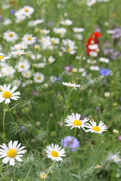 Summer Meadow Marguerite Nature Grass