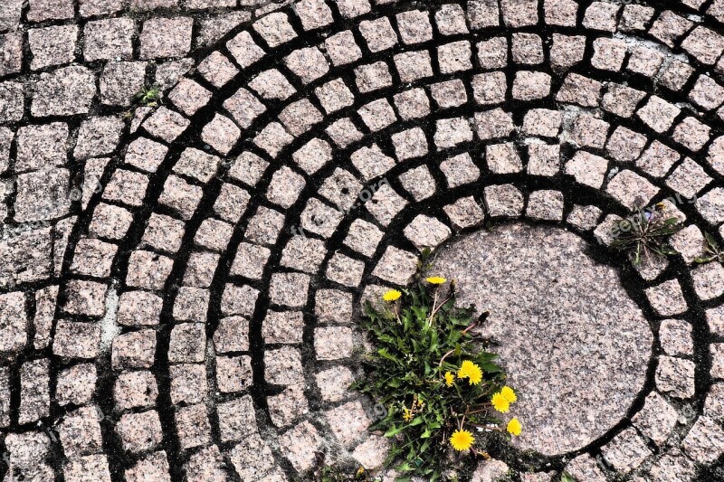 Pavement Street Dandelion Material Pierre