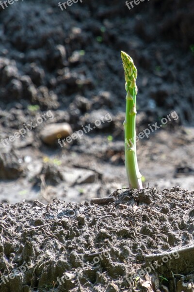 Asparagus Green Asparagus Vegetables Asparagus Time Eat