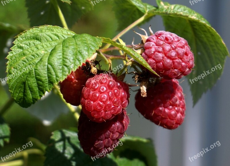 Raspberries Ripe Red Fruit Fruits