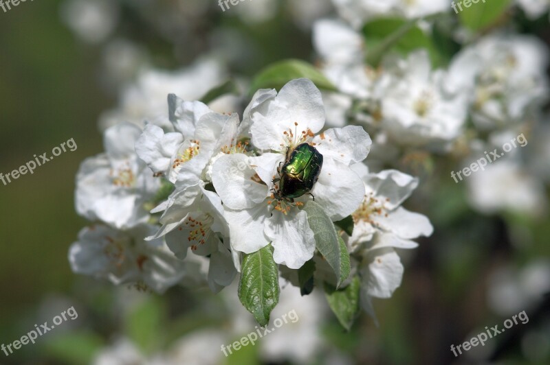 Kruszczyca Złotawka The Beetle Flower Insect Nature