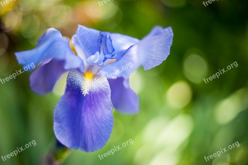 Iris Blue Blossom Garden Iridaceae Blue Iris