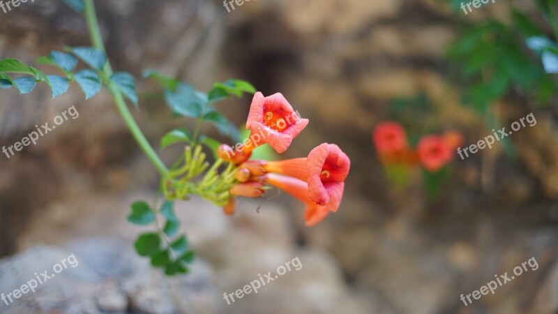 Flower Plant Red Flowers Free Photos