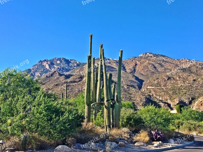 Arizona Saguaro Cactus Landscape Phoenix