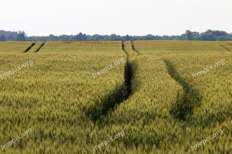 Wheat Field Spring Agriculture Growth