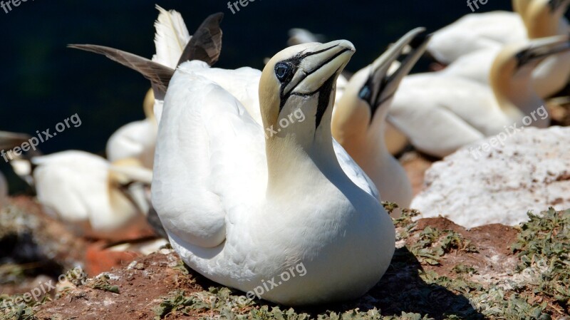 Northern Gannet Helgoland North Sea Bird Sea Island