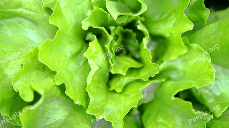 Salad Lettuce Fresh Green Vitamins