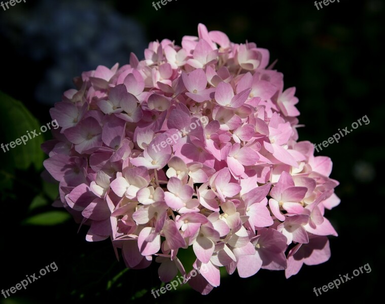 Hydrangea Plant Flower Pink Ornamental Plant