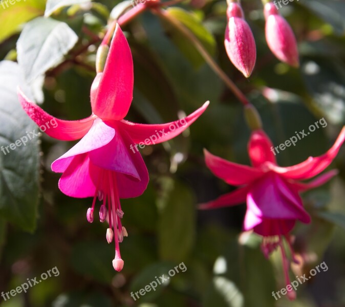 Fuchsia Plant Blossom Bloom Flower