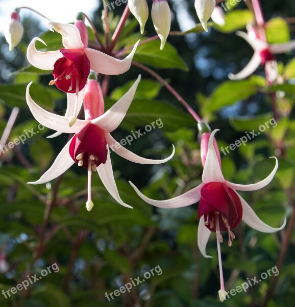 Fuchsia Plant Blossom Bloom Flower