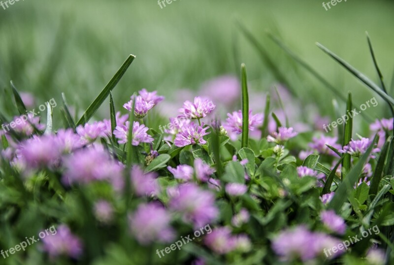 Flower Nature Purple Lila Flowers