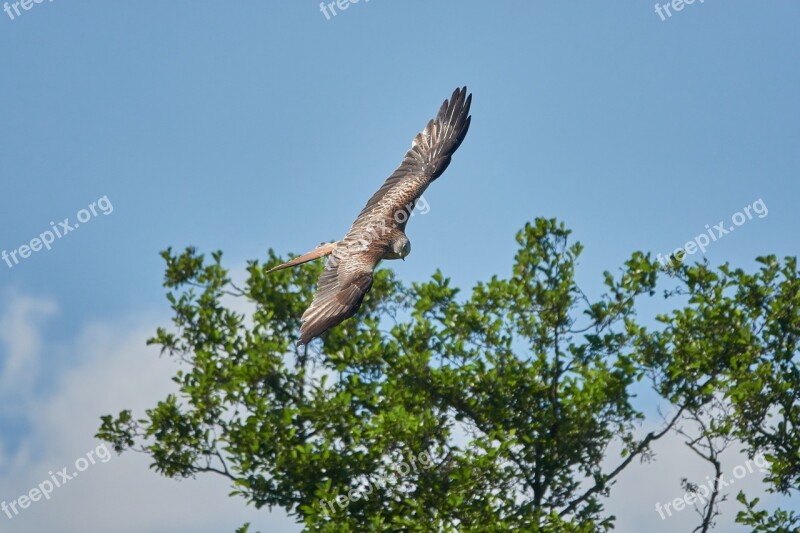 Milan Flight Tree Sky Bird Of Prey