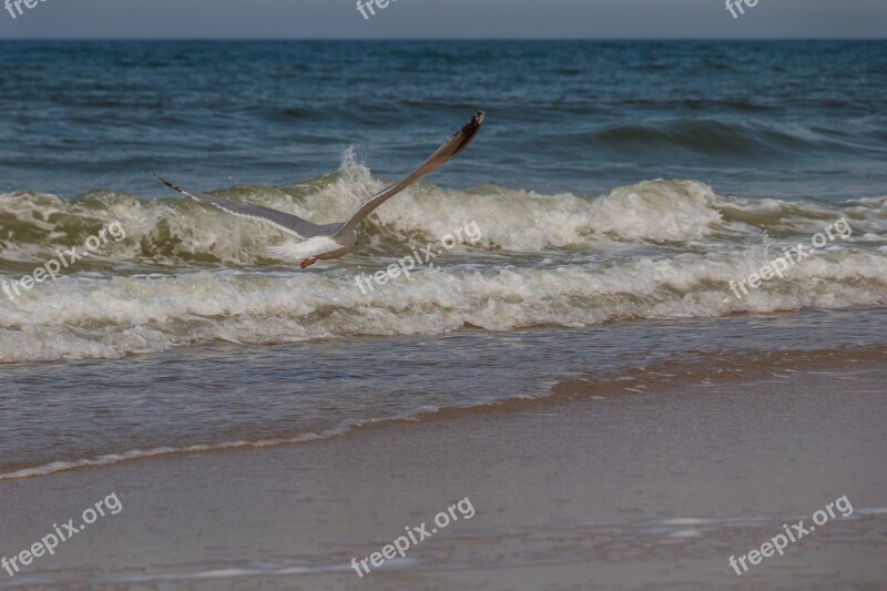 Seagull North Sea Sylt Sky Coast