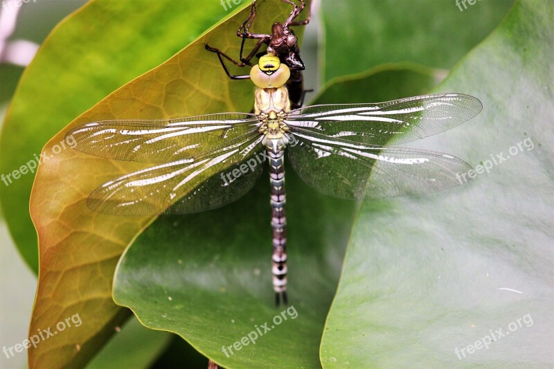 Dragonfly Leaf Insect Close Up Leaves