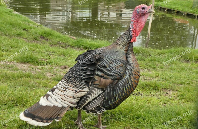 Turkey Petting Feathers Colors Birds