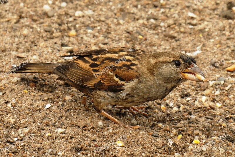 Mus Food Homester Bird Nature