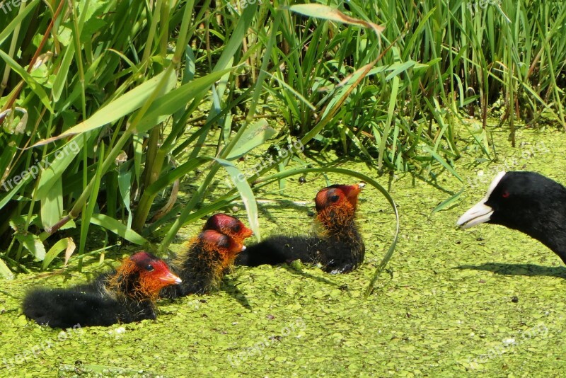 Coot Young Coots Fledglings Spring Water Birds