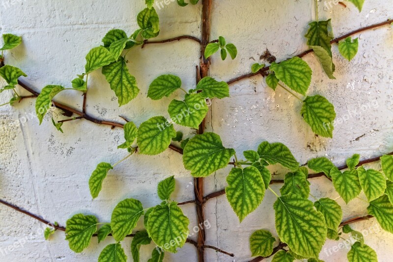 Creeper Vine Leaves Plant Climber