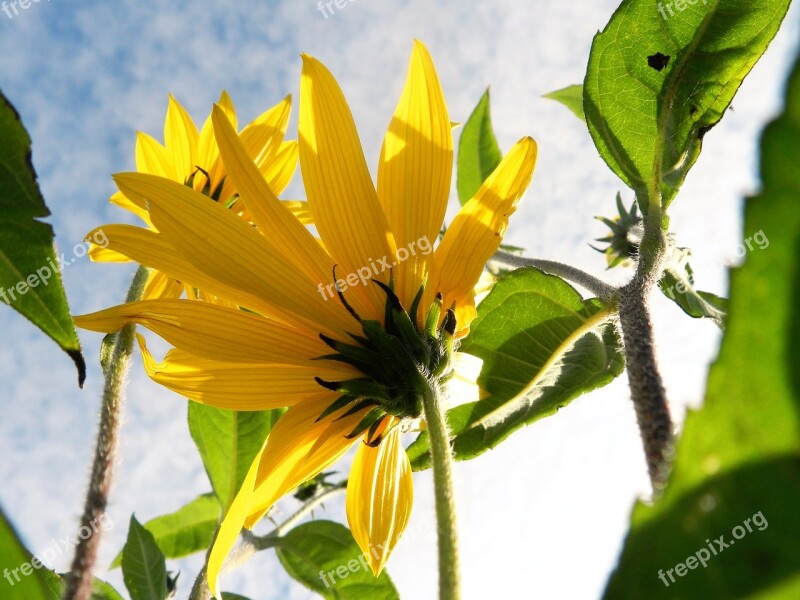 Sunflower Sun Sky Nature Summer